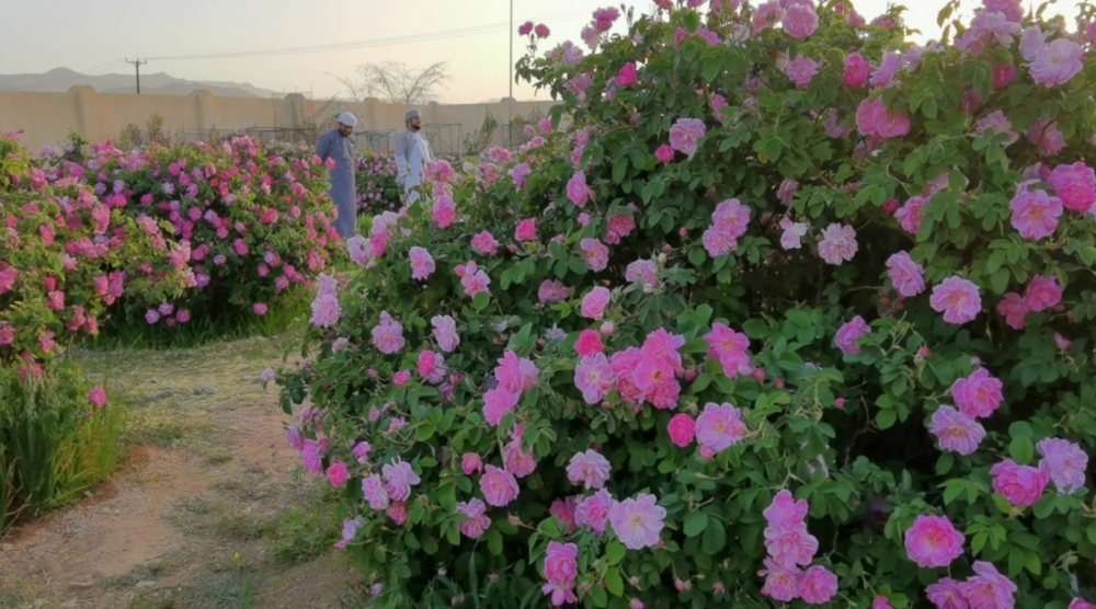 Screenshot_20210407_151021_com.huawei.himovie.overseas_resized_20210407_031142869