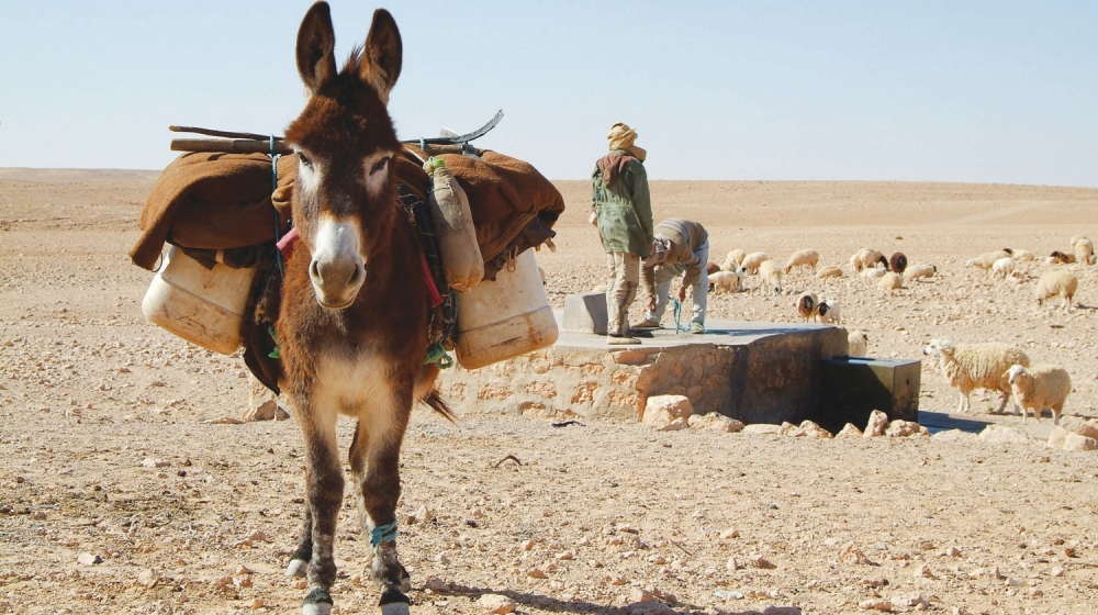 donkey-534906