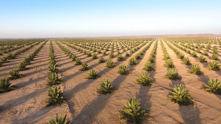 The Million Date Palm Plantation Project has 11 farms so far that are spread in different regions of the Sultanate