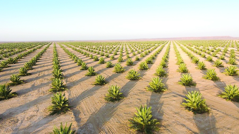 Million Date Palms3