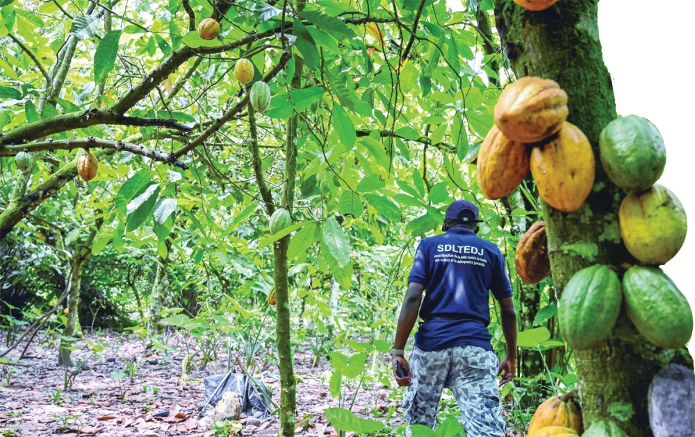 cacao