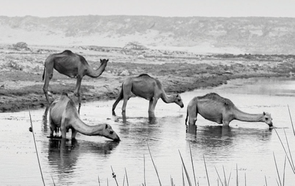 camel1