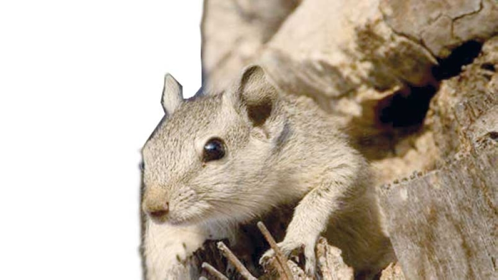 squirrels