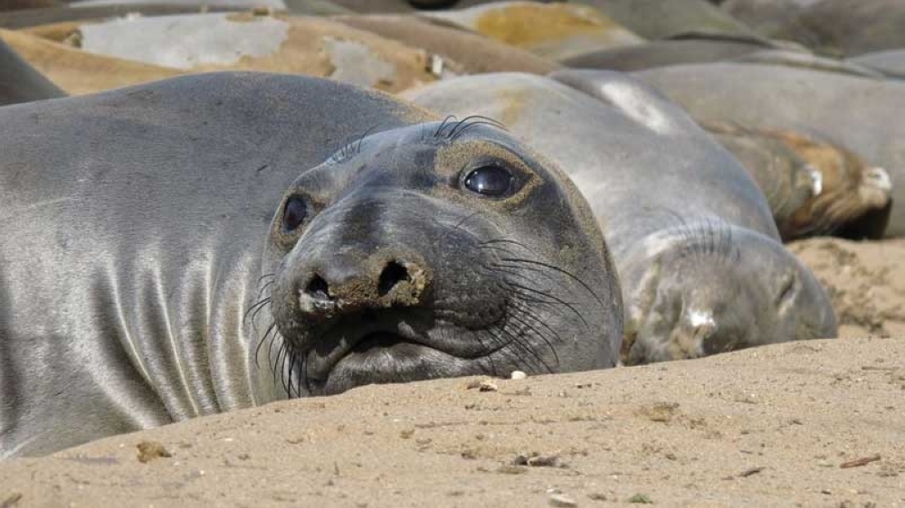 seal