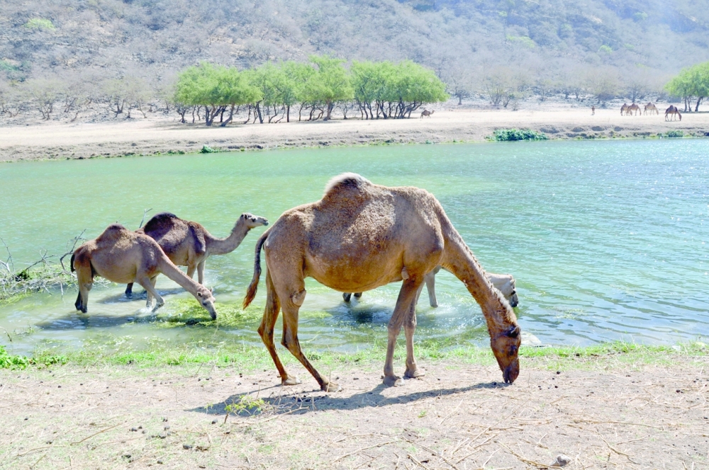 Salalah