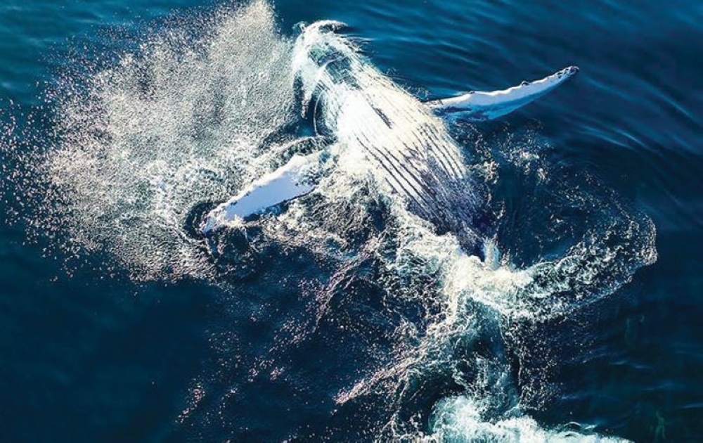 whale1