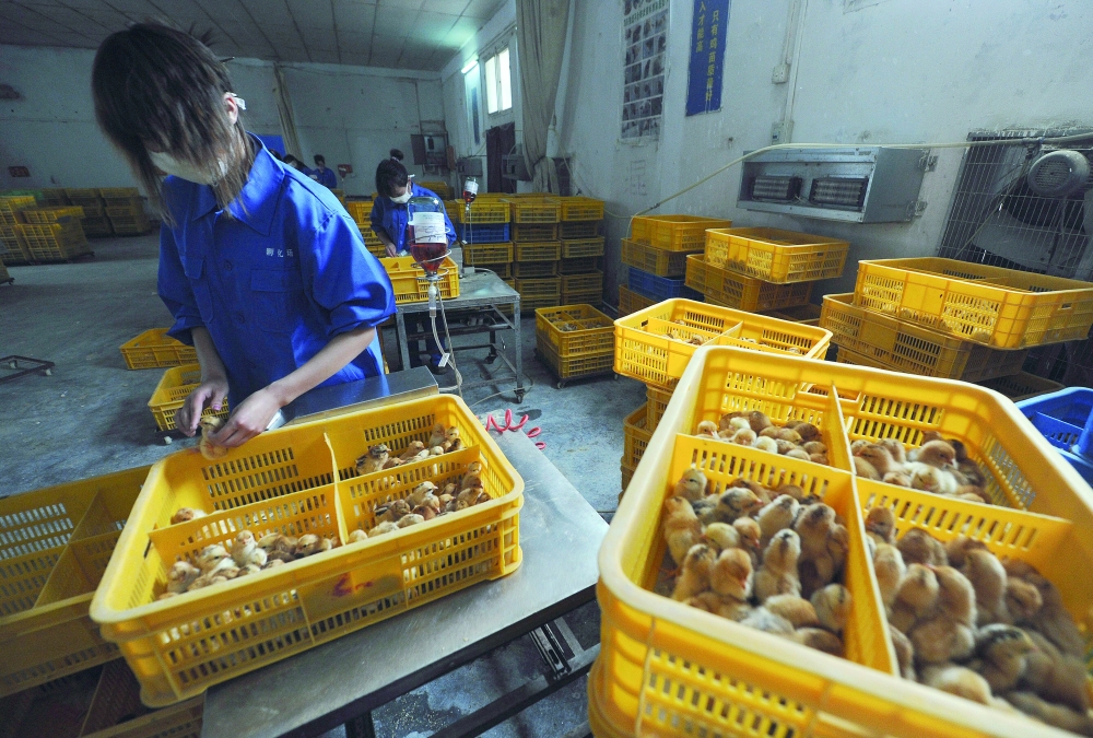 Workers vaccinate chicks with the H9 bird flu vaccine at a farm in Changfeng county, Anhui province. Reuters file photo
