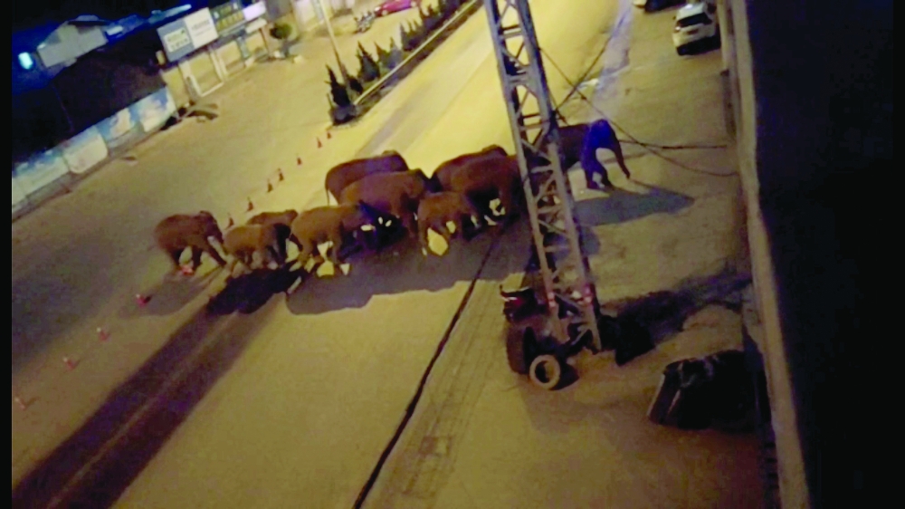 A herd of elephants walk along a road in Eshan, Yunan, China