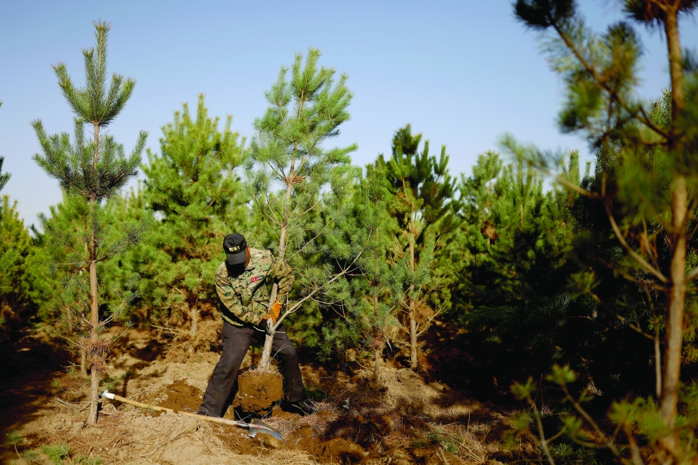 A worker lifts a tree from the ground at the Toudunying state-owned commercial forest estate in a village near the edge of the Gobi desert, on the outskirts of Wuwei, Gansu province, China. Over the last four decades, the "Great Green Wall", has helped raise total forest coverage to nearly a quarter of China's total area, up from less than 10 per cent in 1949. — Reuters 