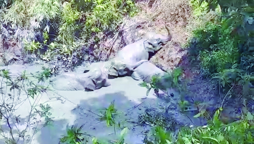 An elephant herd is seen stranded in a mud pit, in Aung Zeha village, Rakhine state, Myanmar. - Reuters 