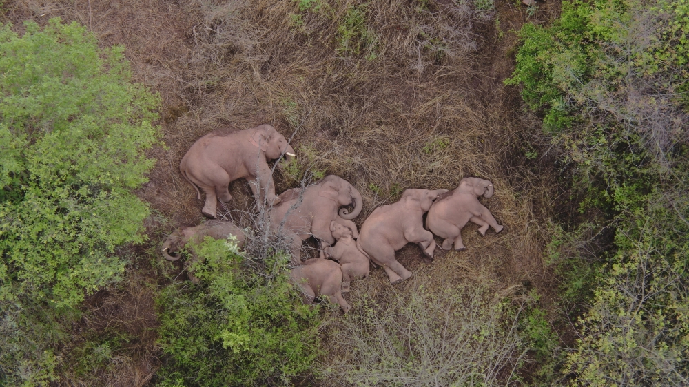 Wild Asian elephants lie on the ground and rest in Jinning district of Kunming, Yunnan province, China June 7, 2021.