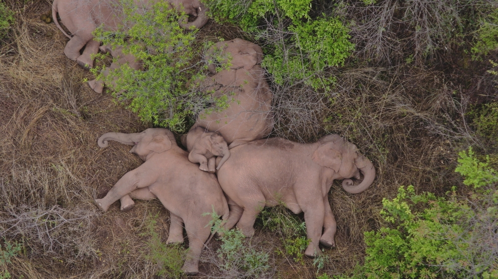 Wild Asian elephants lie on the ground and rest in Jinning district of Kunming, Yunnan province, China June 7, 2021.
