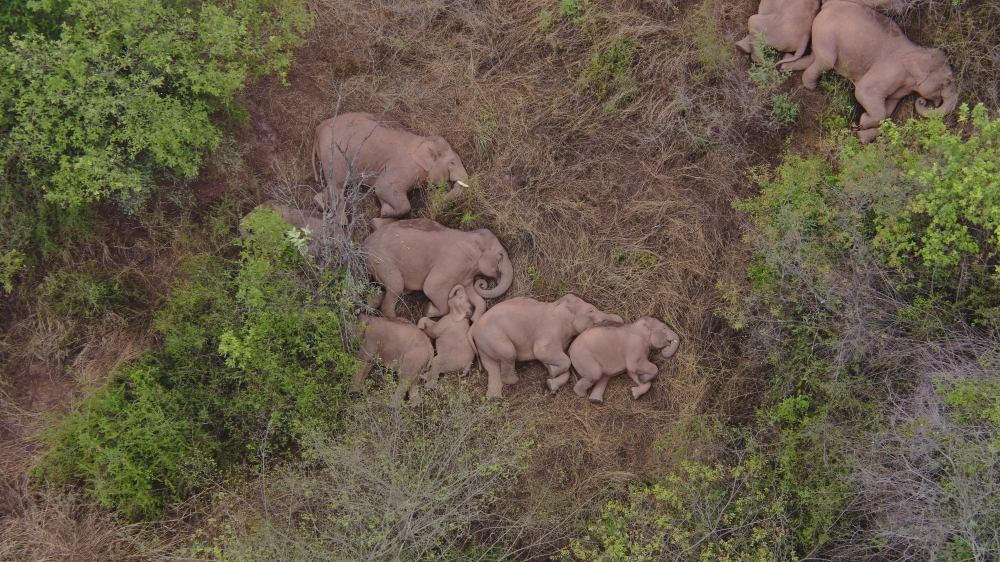 Wild Asian elephants lie on the ground and rest in Jinning district of Kunming, Yunnan province, China June 7, 2021.