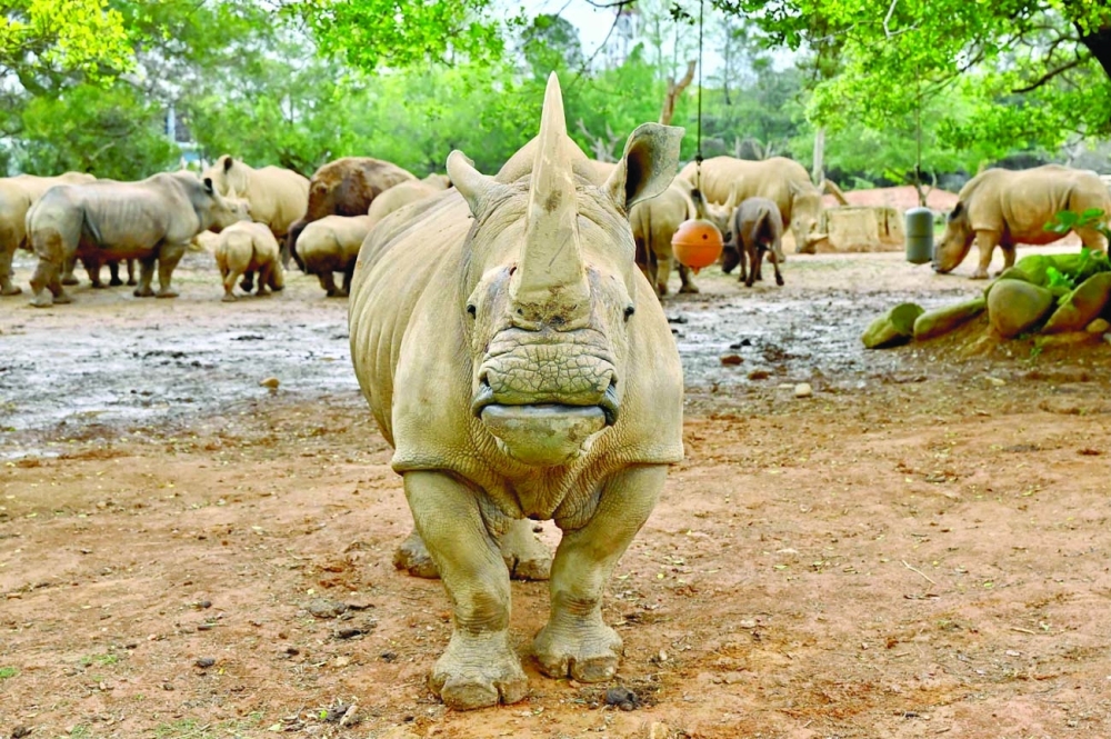 Emma, a southern white five-year-old female rhino, stands in front of other rhinos before her travel from Taiwan. AFP