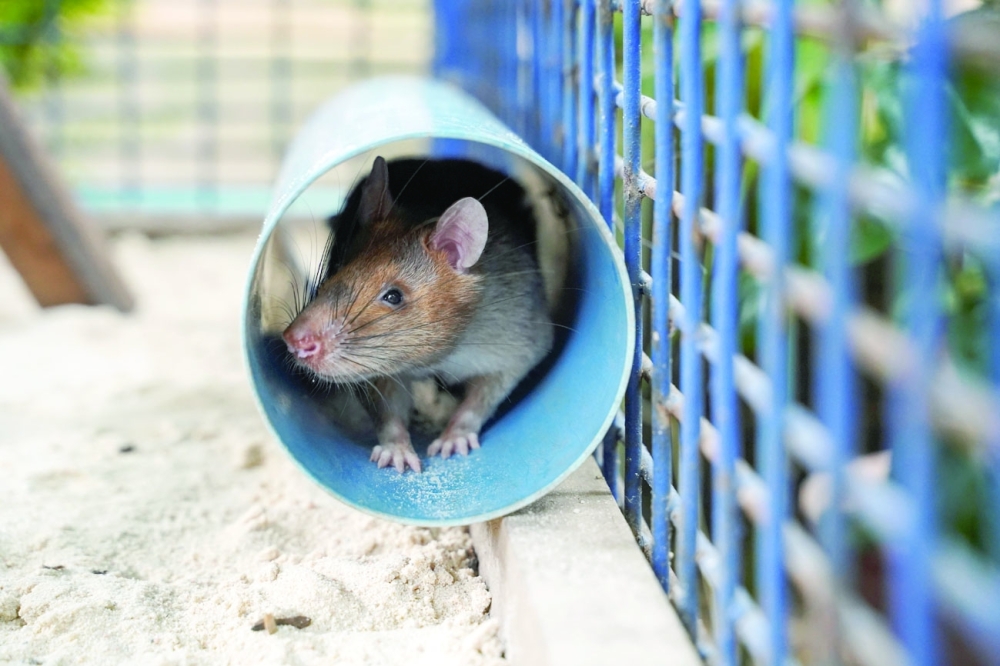 Magawa, the recently retired mine detection rat, seen in its cage in Siem Reap. - Reuters