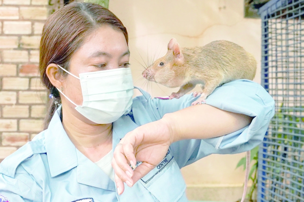 Magawa, the recently retired mine detection rat, plays with its previous handler So Malen at the APOPO Visitor Centre in Siem Reap, Cambodia. - Reuters 
