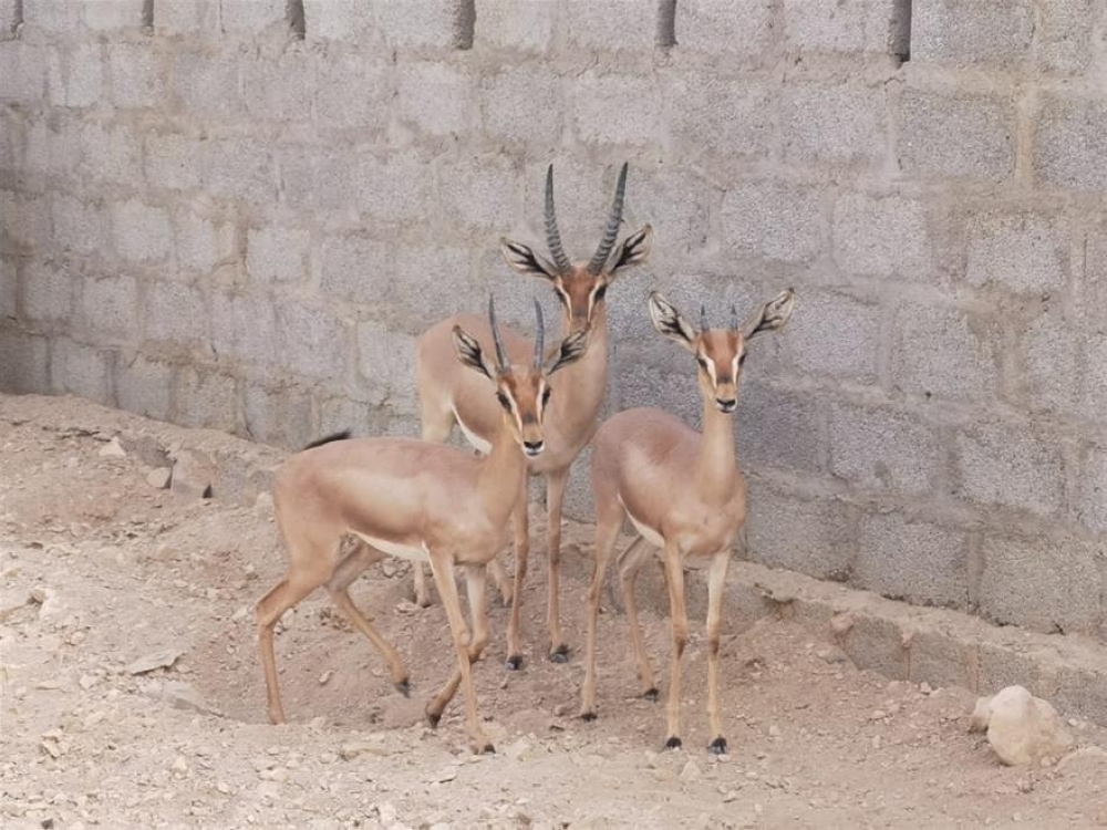 Gazelles (2)