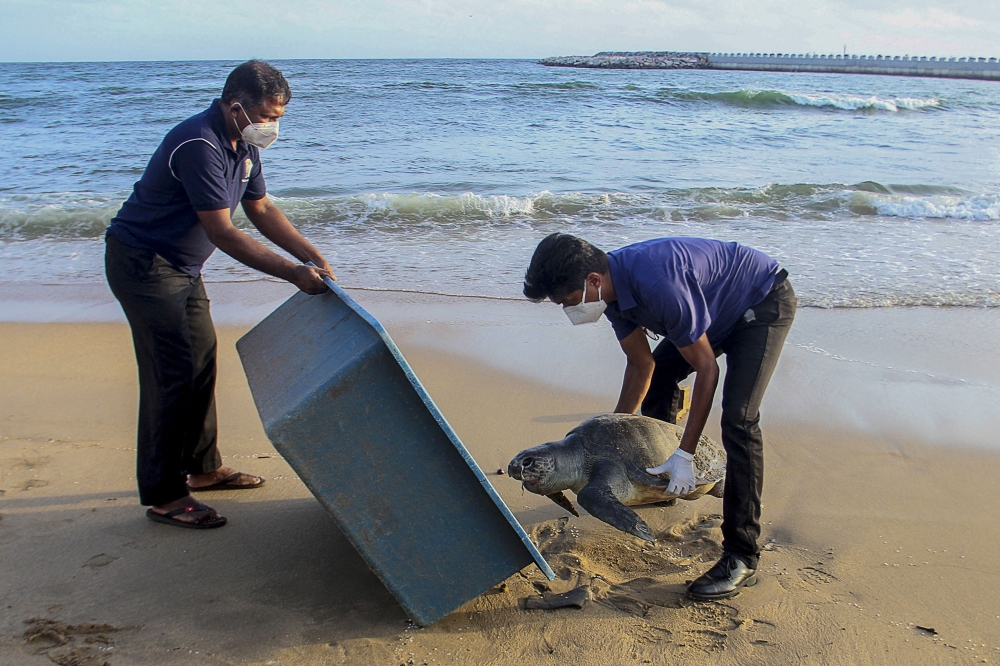 This picture taken on June 10, 2021, shows wildlife officials removing the carcass of a sea turtle washed ashore at Galle Face beach in Colombo, as dozens of turtles and dolphins were killed by intense heat and chemical poisoning from a container ship that burned for almost two weeks off Sri Lanka. / AFP / -

