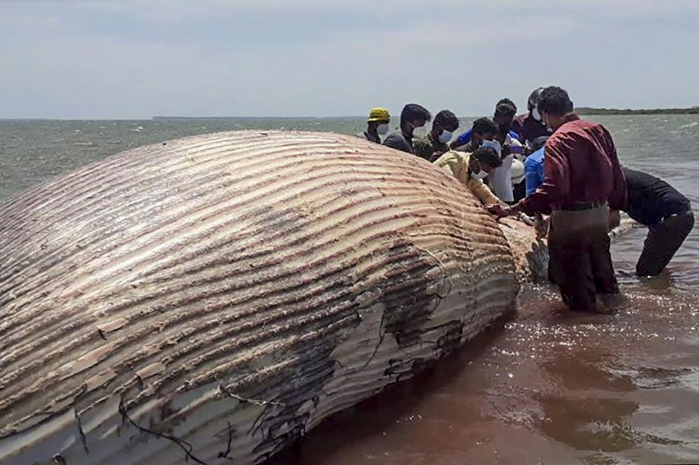 This picture taken June 15, 2021, shows volunteers checking the carcass of a blue whale that washed ashore at the island of Kayts, in the northern Jaffna region, as dozens of turtles and dolphins were killed by intense heat and chemical poisoning from a container ship that burned for almost two weeks off Sri Lanka. / AFP / -

