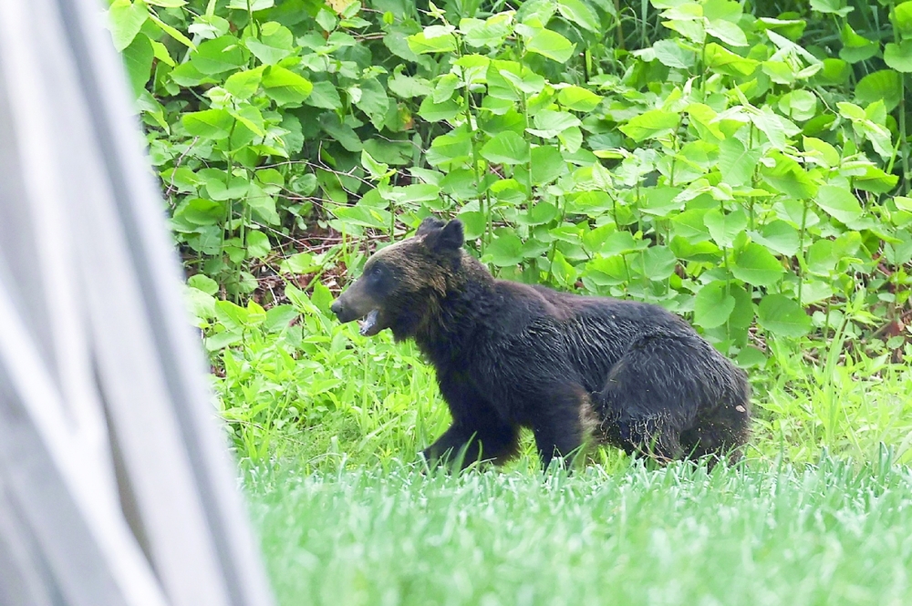 A brown bear that is on the loose in Sapporo, Hokkaido prefecture. - AFP 