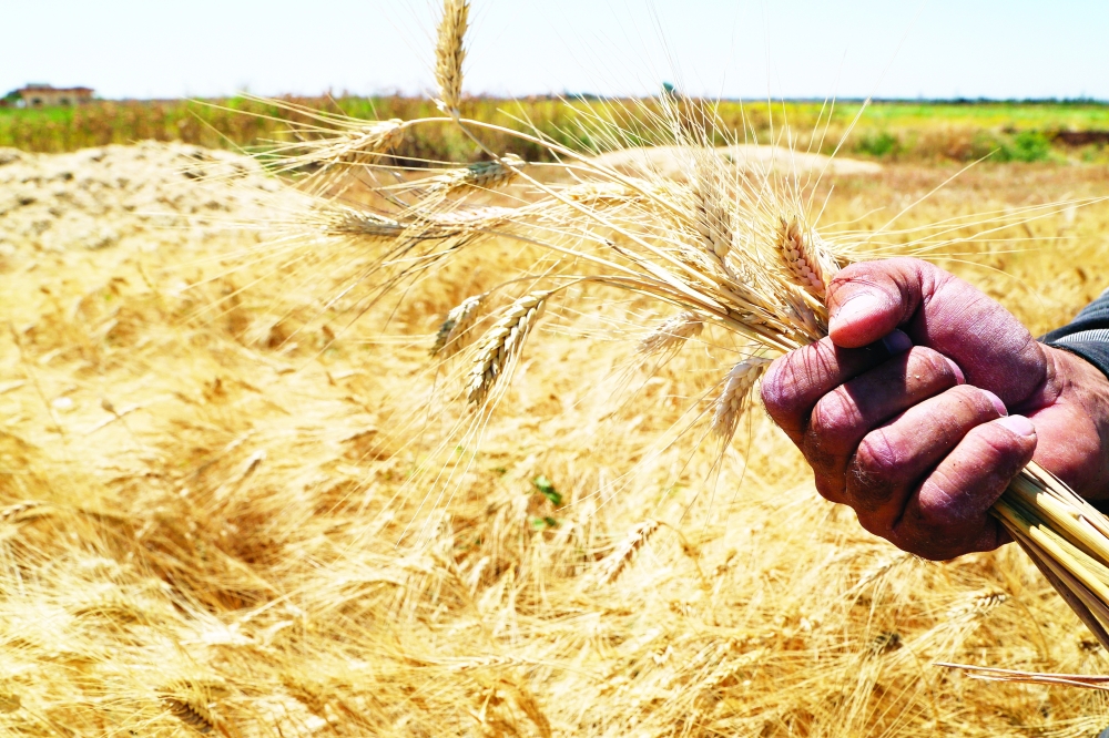 A farmer holds stalks of wheat in Deir Khabieh, Damascus suburbs. — Reuters