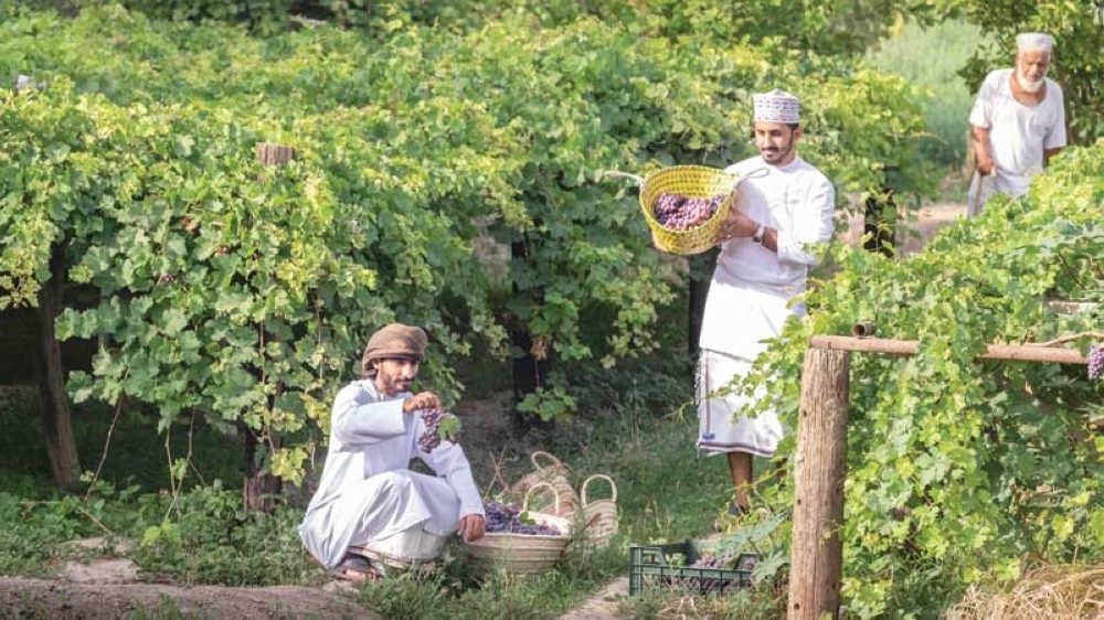 Photos by Sami al Hinai
