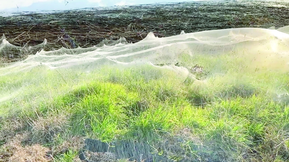 Spiders' gossamer near wetlands in Gippsland, Australia. — Reuters