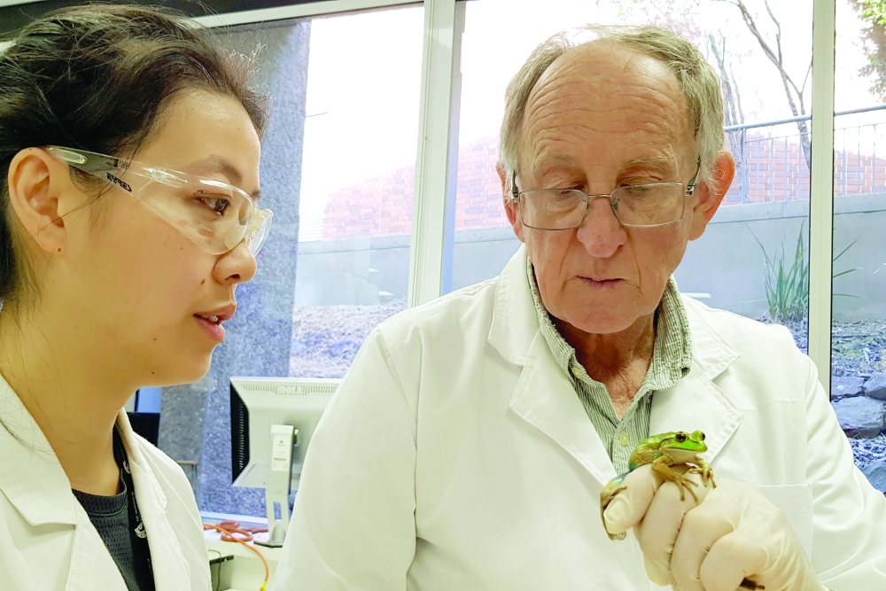 Professor Michael Mahony holds a Green and Golden Bell Frog inside a laboratory at the University of Newcastle.  — Reuters file photo