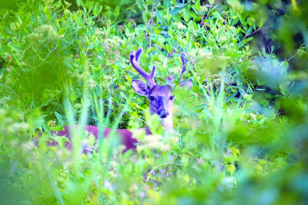 A deer is seen in Liberty State Park on June 24, 2021 in Jersey City, New Jersey. / AFP / Angela Weiss

