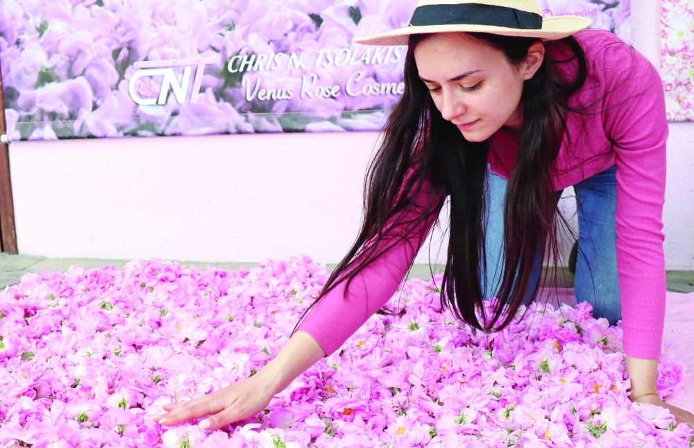 Elena Tsolakis arranges the Damask roses for oil extraction in the small mountain village of Agros standing of the Troodos mountain range. — AFP