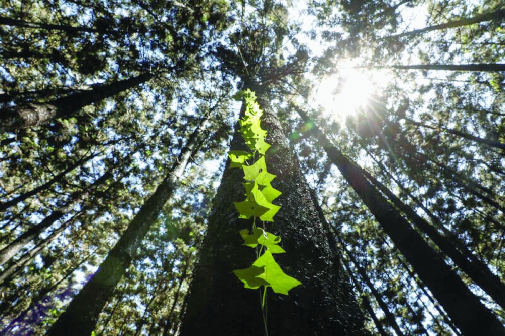 A vine climbs along the bark of a tree in the Karura forest in Nairobi, Kenya. - Reuters 