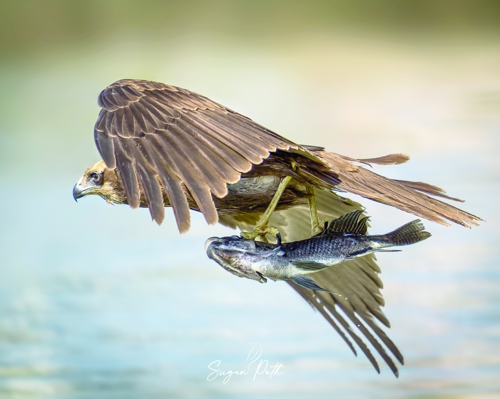 Western Marsh Harrier 05