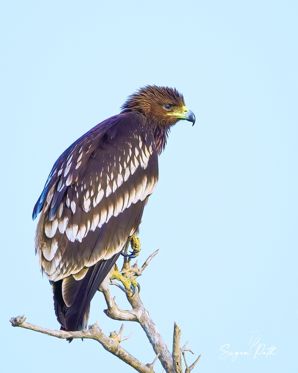 Greater Spotted Eagle 02