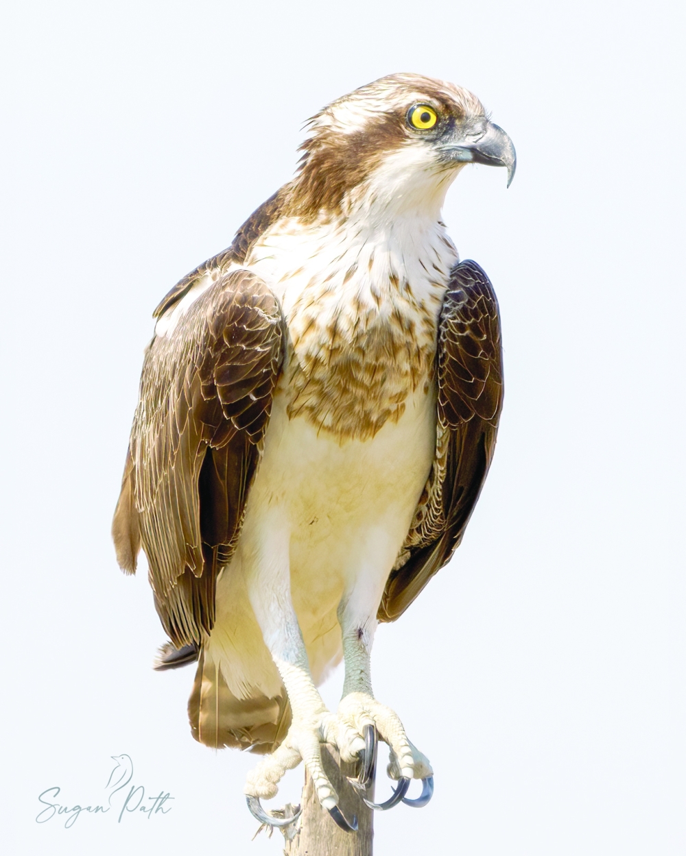 Western Osprey 03