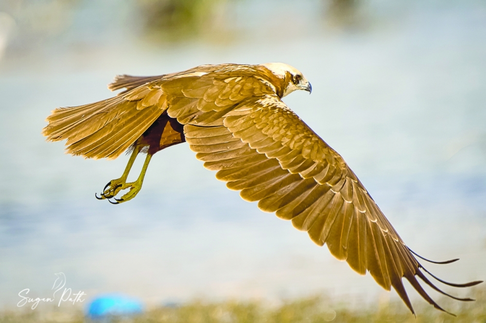 Western Marsh Harrier 03
