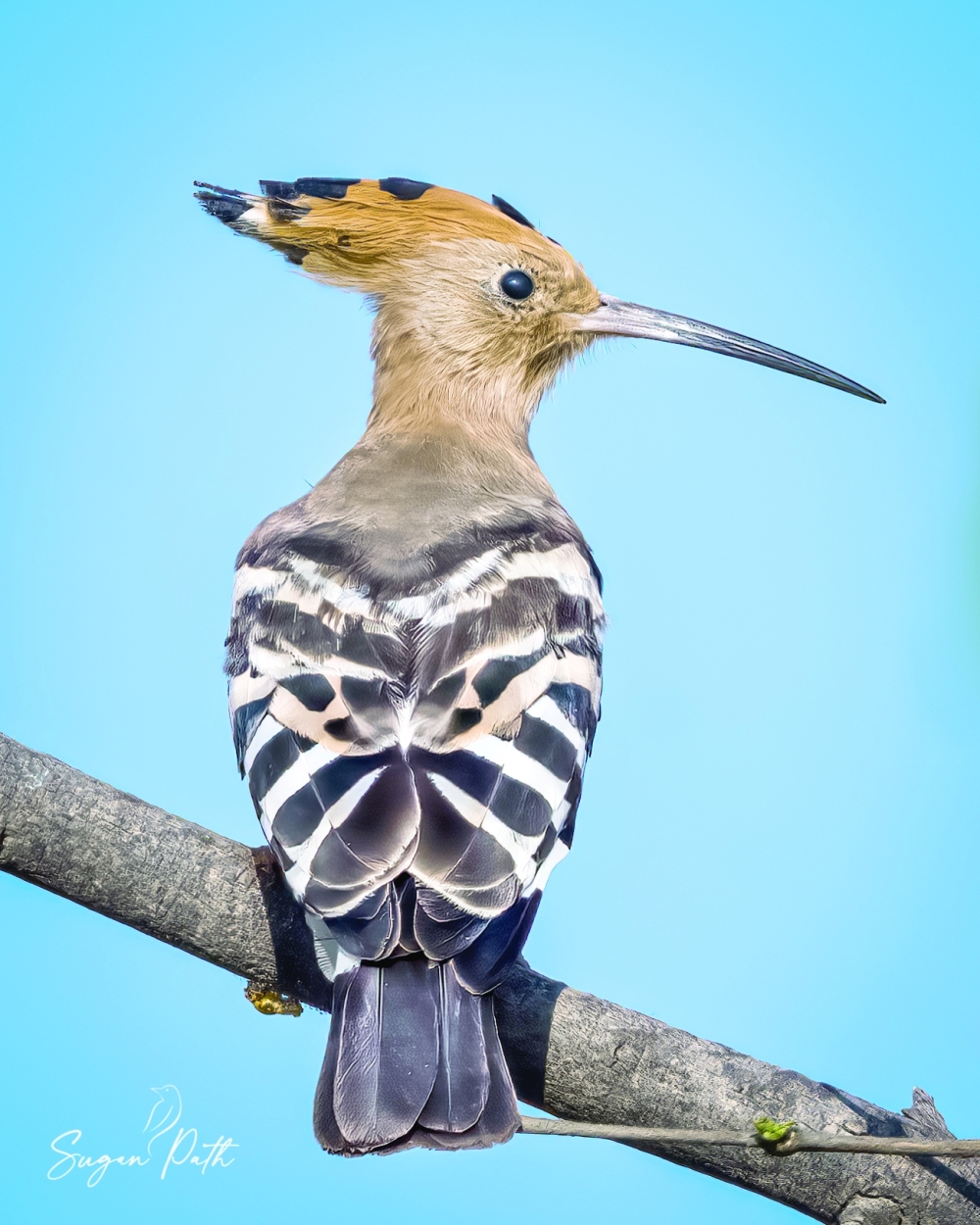 Eurasian Hoopoe