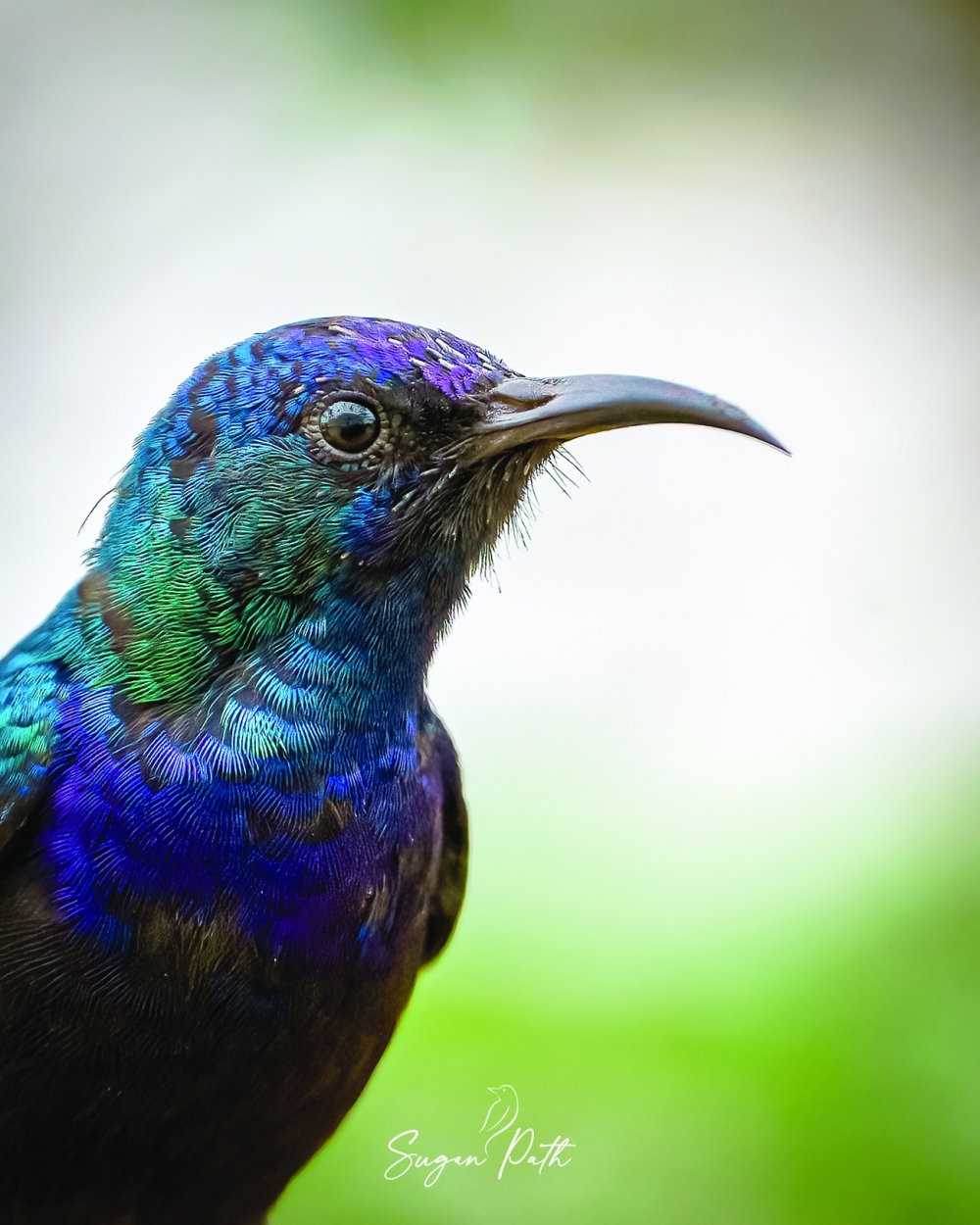 Palestine sunbird in Dhofar