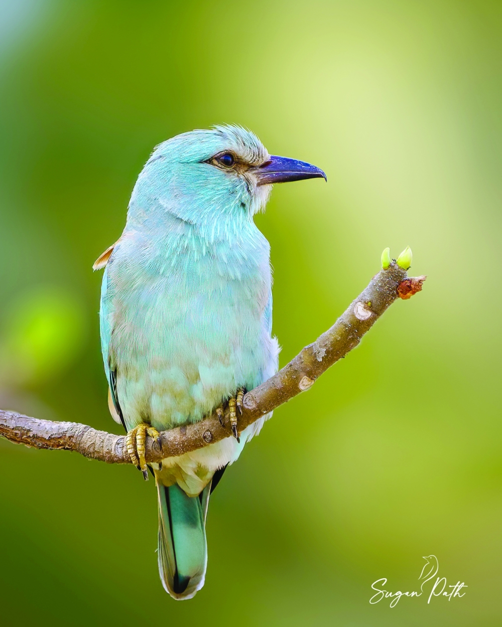 European Roller 01