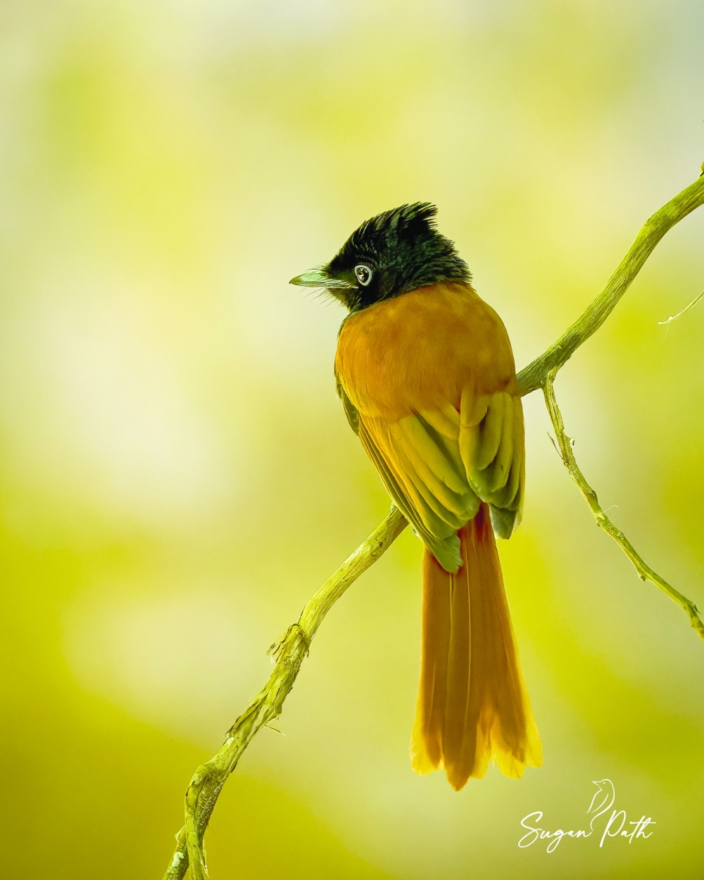 African Paradise Flycatcher