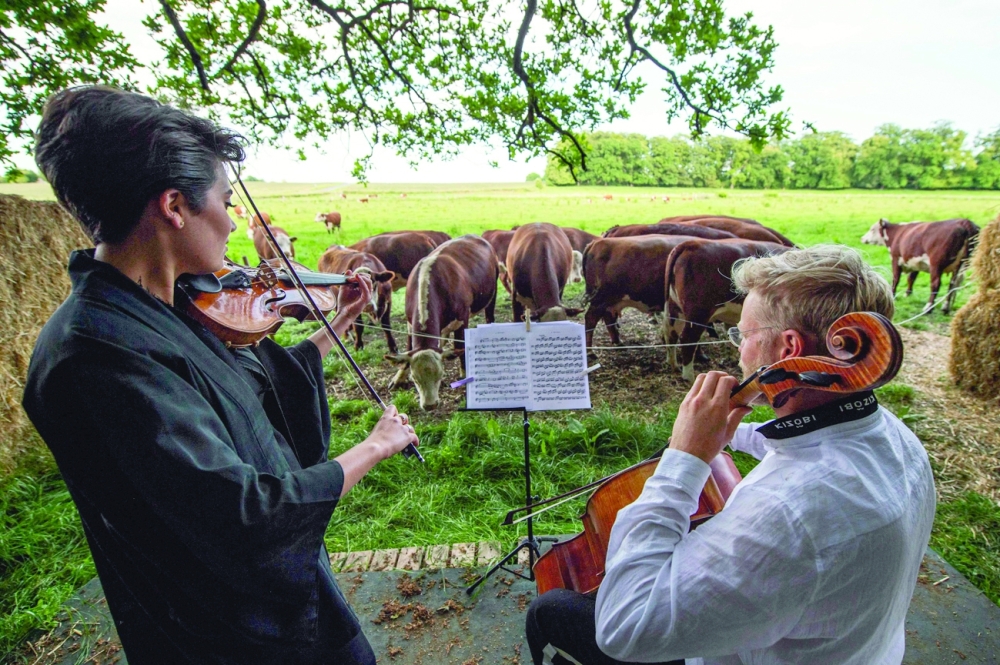 A herd of cows gathers as cellist Jacob Shaw (R) and violinist Roberta Verna play a concert of classical music in Stevns, Denmark. - AFP