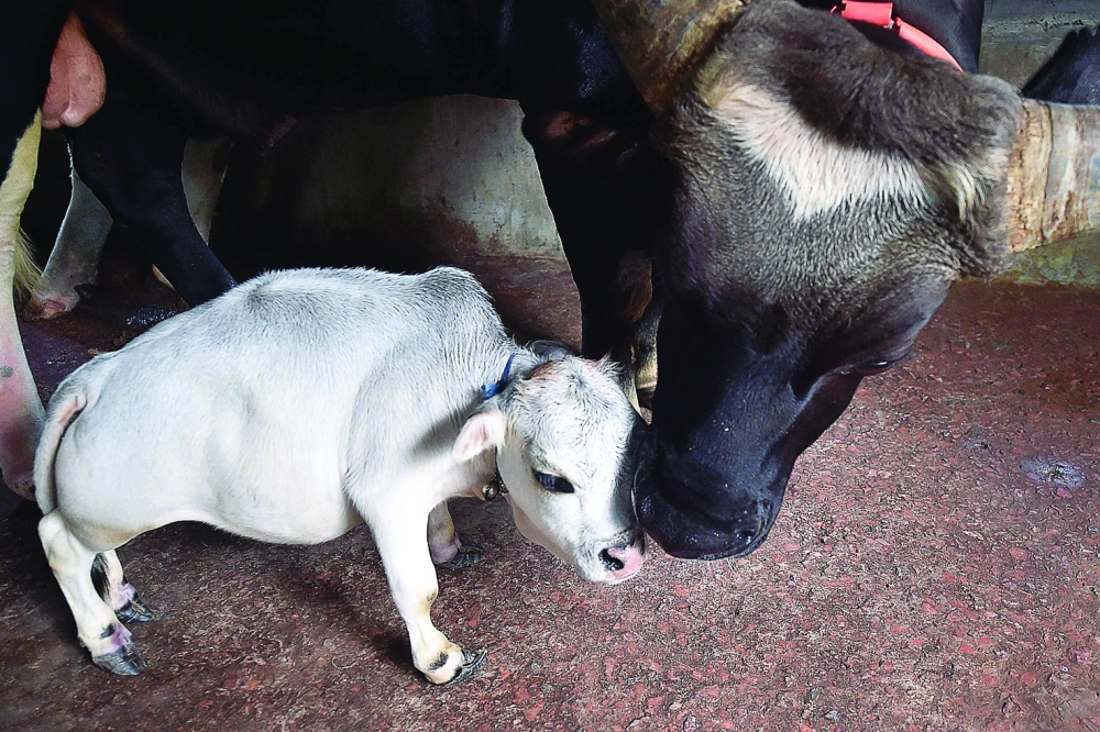 A domestic cattle stands next to a dwarf cow named Rani at a cattle farm in Charigram. - AFP