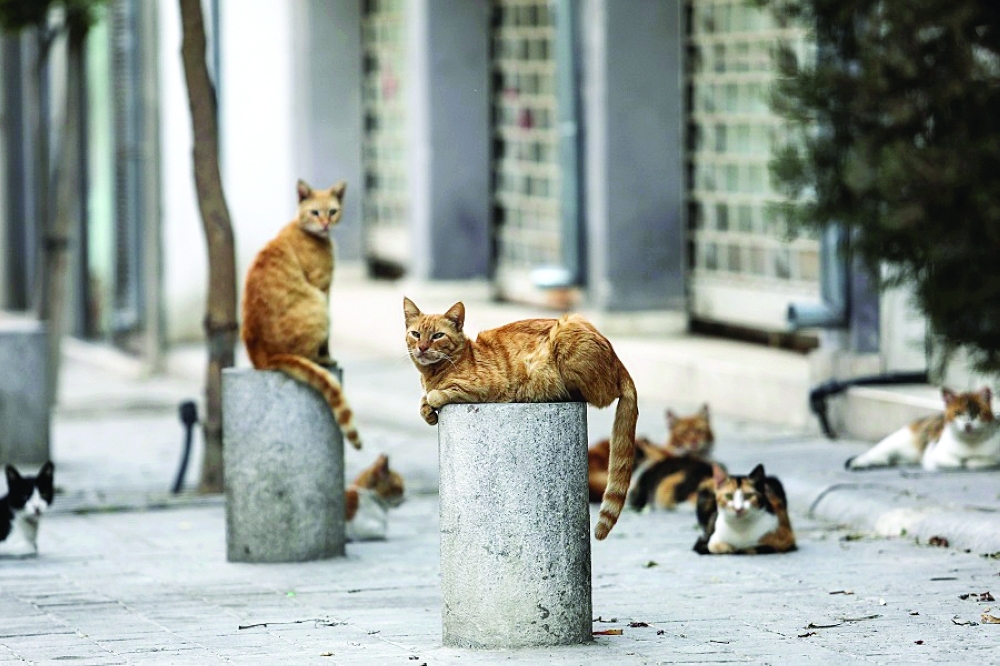 Stray cats rest on a street in the old city of Nicosia