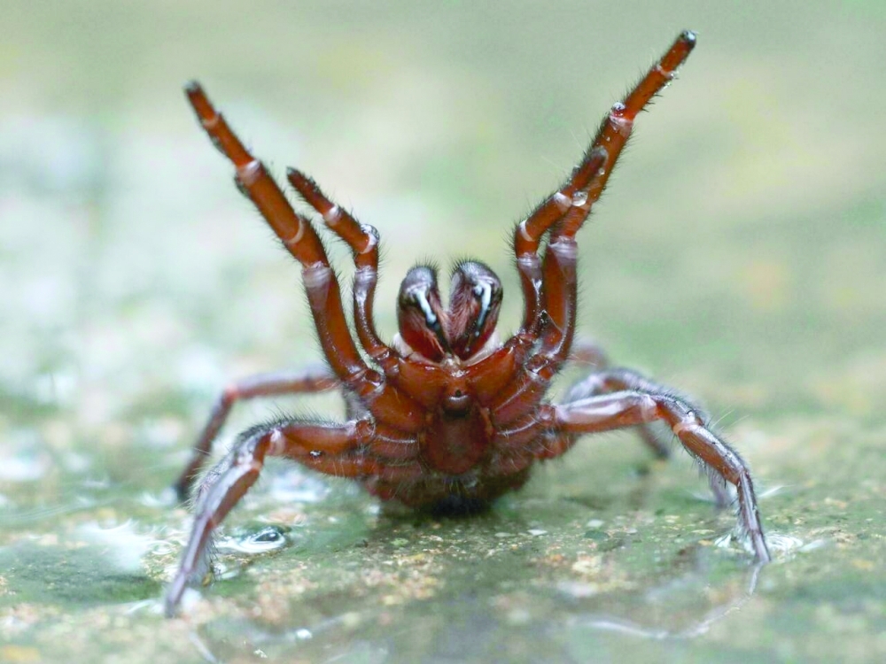 spider