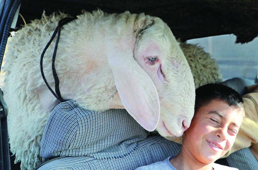 A Palestinian boy reacts to a sheep at a livestock market ahead of the Eid al Adha in Hebron in the occupied West Bank. Known as the 'big' festival, Eid Al Adha is celebrated each year by Muslims sacrificing various animals according to religious traditions. - AFP
