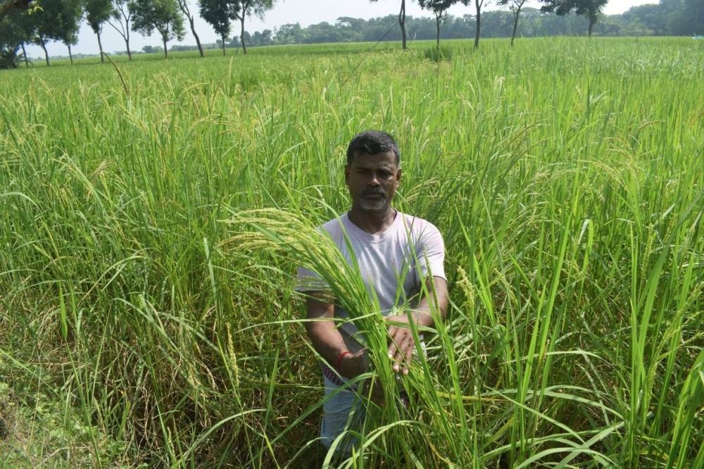 Farmer Dilip Chandra Tarafdar cultivates the rice variety he invented, called Charulata, in an exhibition plot in Chandipur village, Shyamnagar, Bangladesh.  