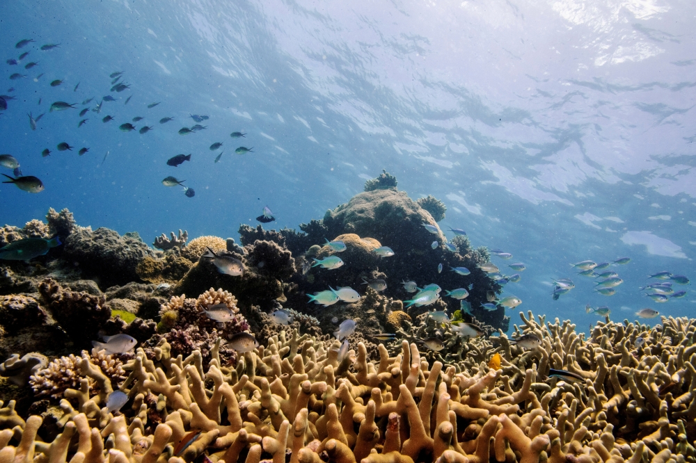 Assorted reef fish swim above a staghorn coral colony as it grows on the Great Barrier Reef off the coast of Cairns. -- Reuters file photo