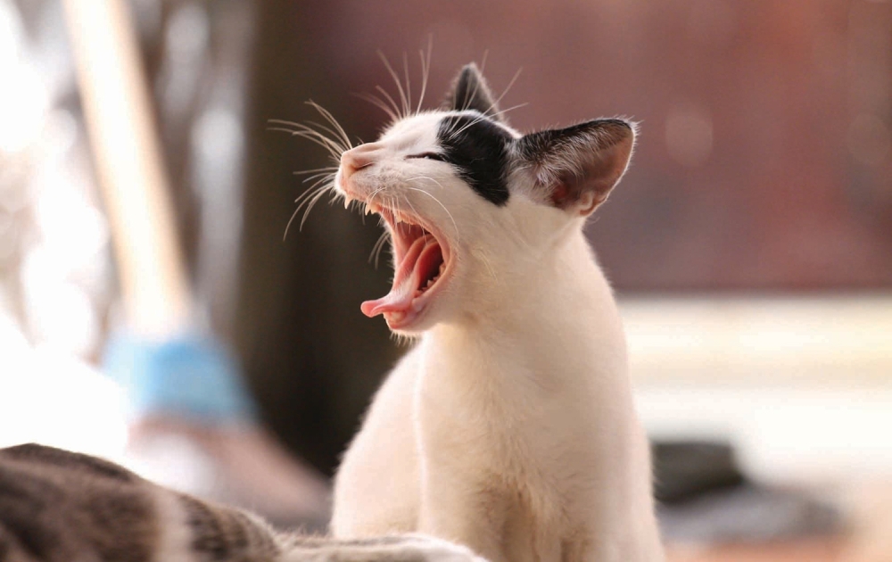 cat-339400_1920