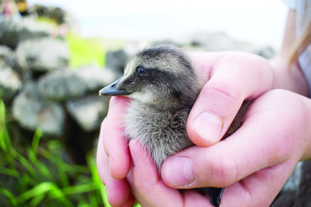 11-years-old Bryndis Jonsdottir, Erla Fridriksdottir痴 niece, cuddles an eider duckling on the Bjarneyjar island in Breidafjordur Bay, Iceland, on July 4, 2021. On a remote island in Breidafjordur Bay off the west coast of Iceland, a thousand-year-old harvest takes place, a hunt for elusive eiderdown, which is used to make some of the world's best duvets and quilts. The handpicked down sells for thousands of euros a kilogram, catering to those looking for exclusive products.
 (Photo by Jeremie RICHARD / AFP)

