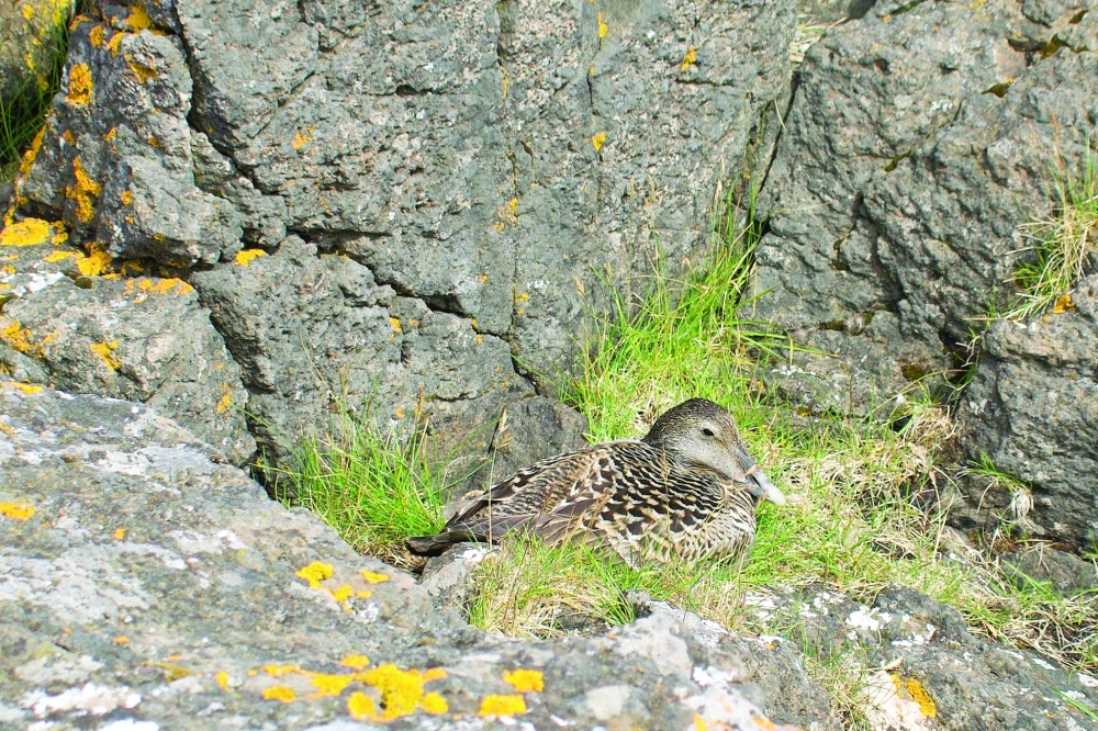 An eider female sits on a nest in between rocks on the Bjarneyjar island, Breidafjordur Bay, Iceland, on July 4, 2021. On a remote island in Breidafjordur Bay off the west coast of Iceland, a thousand-year-old harvest takes place, a hunt for elusive eiderdown, which is used to make some of the world's best duvets and quilts. The handpicked down sells for thousands of euros a kilogram, catering to those looking for exclusive products.
 (Photo by Jeremie RICHARD / AFP)

