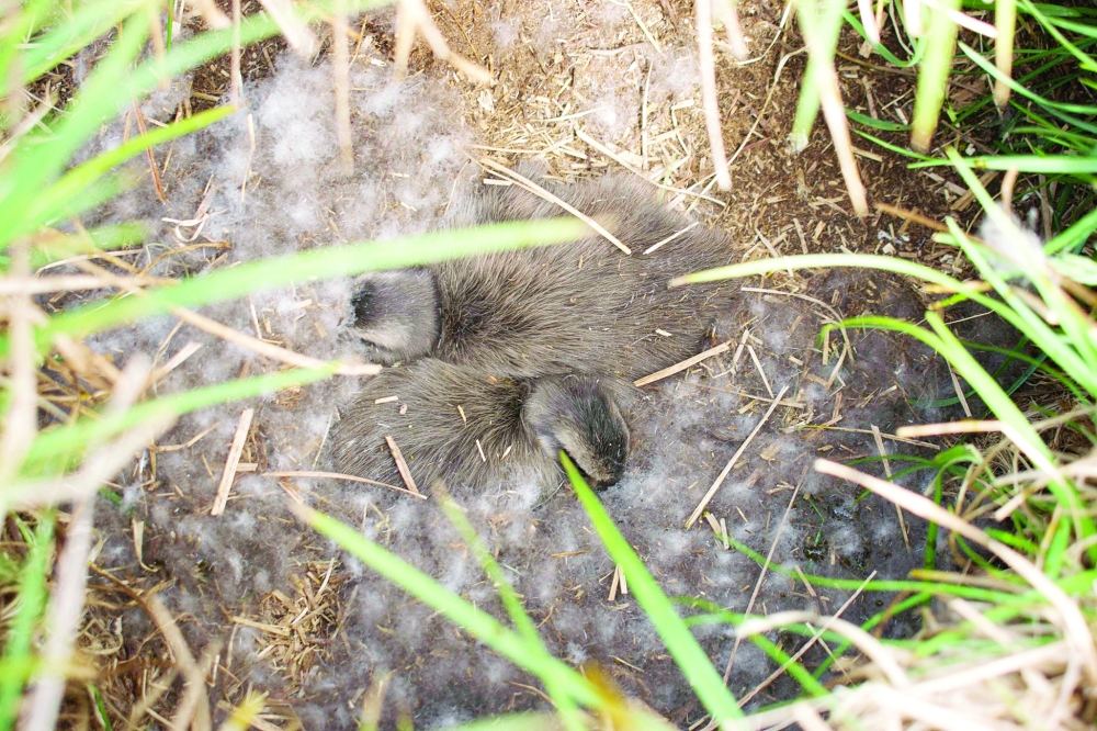 Two eider ducklings sleep in an eider nest filled with eiderdown among meadows on the Bjarneyjar island, Breidafjordur Bay, Iceland, on July 4, 2021. On a remote island in Breidafjordur Bay off the west coast of Iceland, a thousand-year-old harvest takes place, a hunt for elusive eiderdown, which is used to make some of the world's best duvets and quilts. The handpicked down sells for thousands of euros a kilogram, catering to those looking for exclusive products.
 (Photo by Jeremie RICHARD / AFP)


